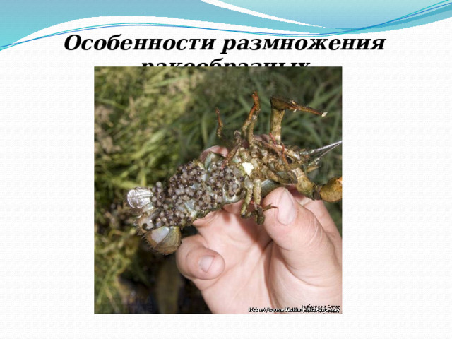 Особенности размножения ракообразных 