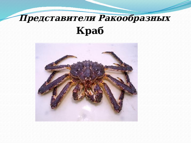 Представители Ракообразных Краб 