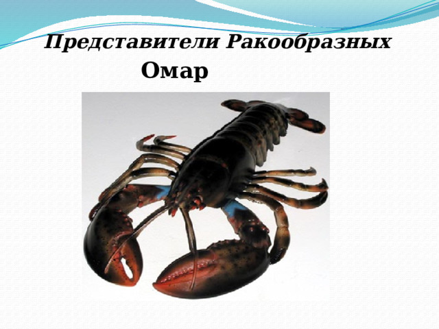 Представители Ракообразных Омар 