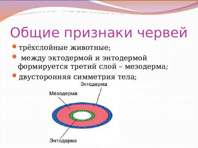 Общие признаки червей трёхслойные животные;  между эктодермой и энтодермой формируется третий слой – мезодерма; двусторонняя симметрия тела; 