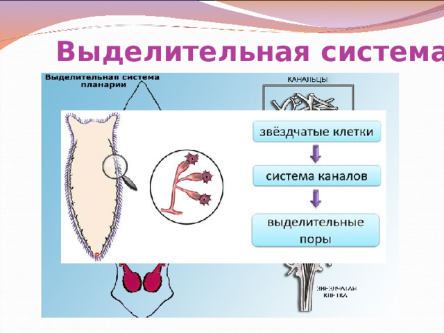 Выделительная система 