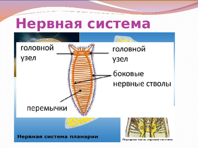 Нервная система 