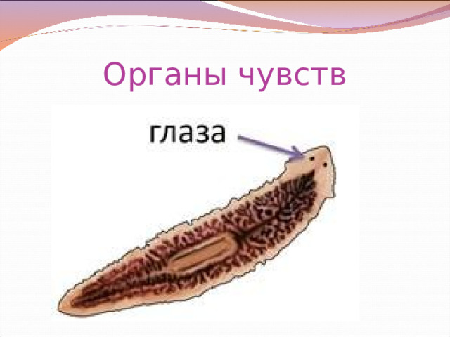 Органы чувств 