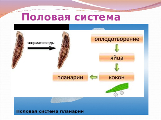 Половая система 