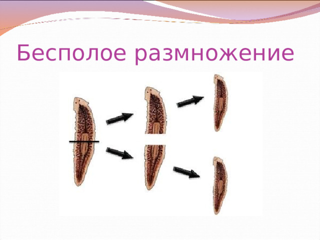 Бесполое размножение 
