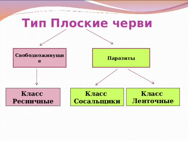 Тип Плоские черви Свободноживущие Паразиты Класс Ресничные Класс Сосальщики Класс Ленточные 