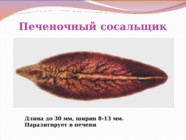 Печеночный сосальщик Длина до 30 мм, ширин 8-13 мм. Паразитирует в печени 