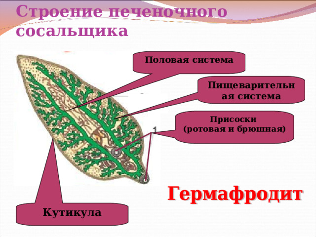 Строение печеночного сосальщика Половая система Пищеварительная система Присоски (ротовая и брюшная) Кутикула 