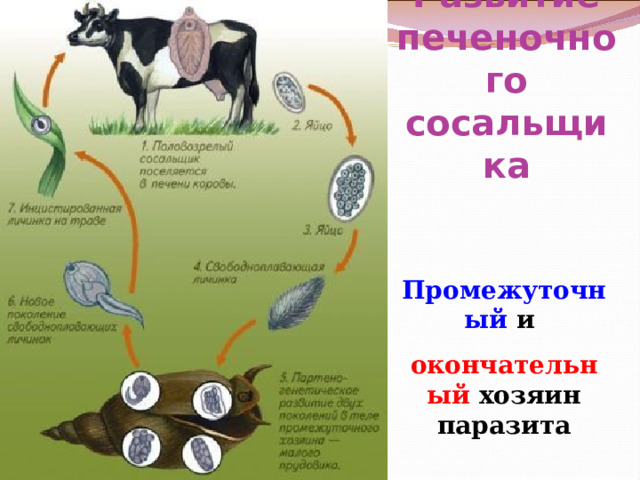 Развитие печеночного сосальщика Промежуточный и окончательный хозяин паразита 