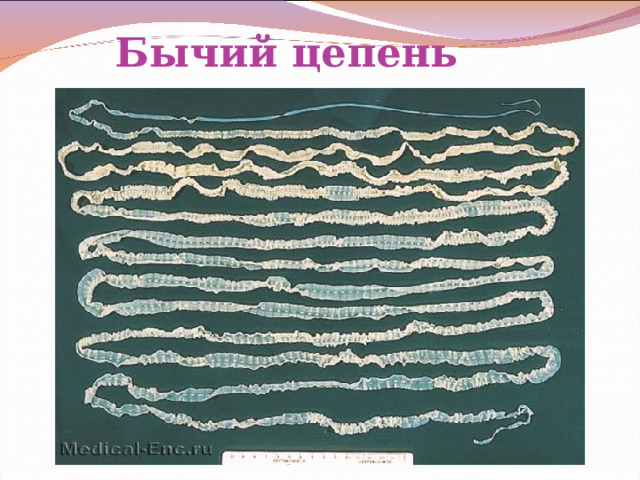 Бычий цепень 