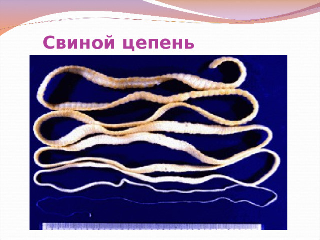 Свиной цепень 