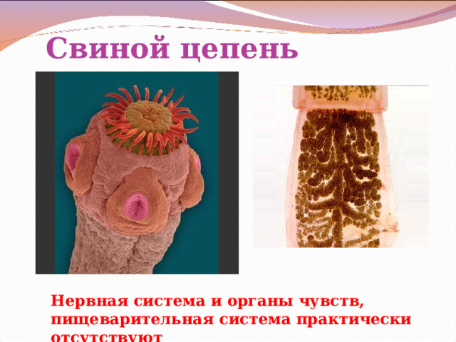 Свиной цепень Нервная система и органы чувств, пищеварительная система практически отсутствуют 