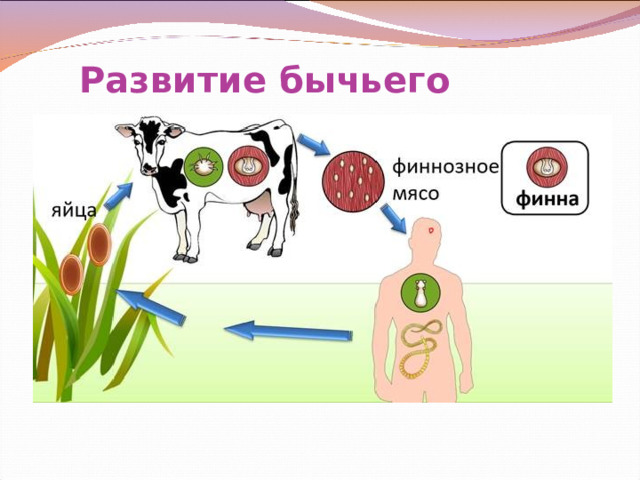 Развитие бычьего цепня 