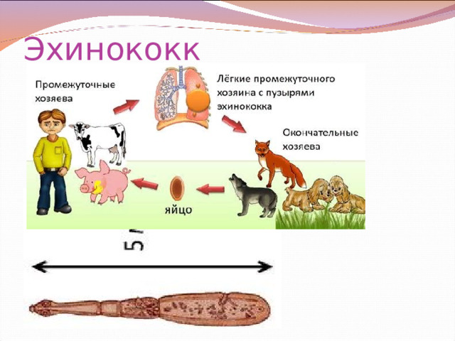 Эхинококк 