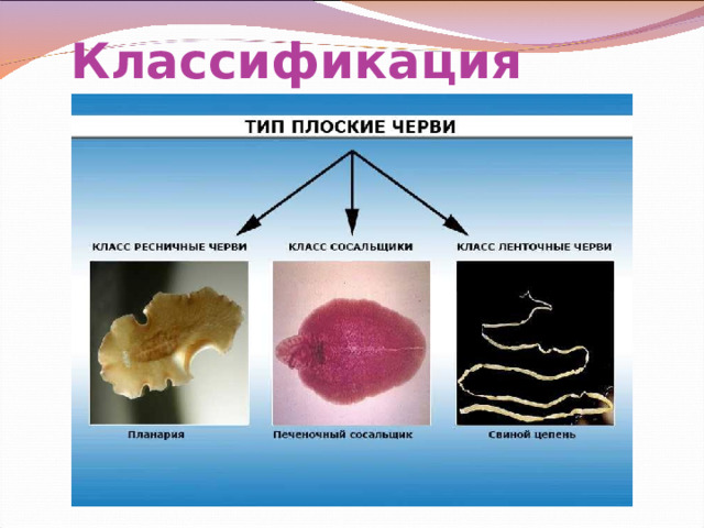 Классификация 