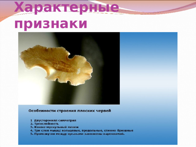 Характерные признаки 