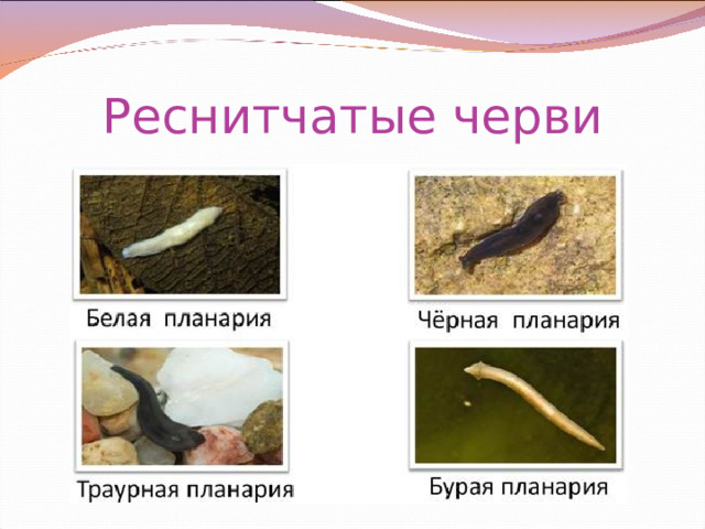 Реснитчатые черви 