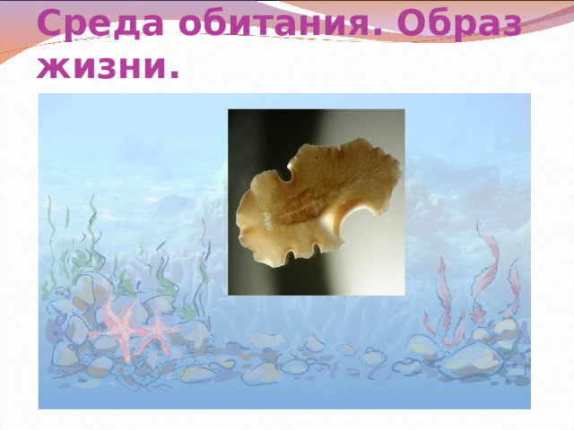 Среда обитания. Образ жизни. 