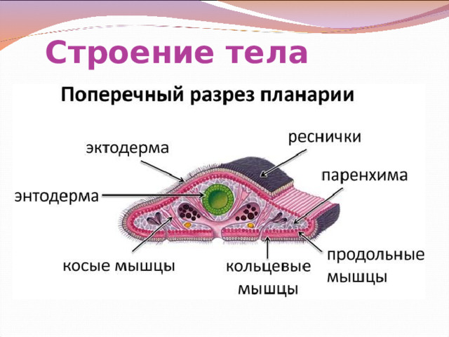 Строение тела 