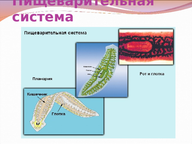 Пищеварительная система 
