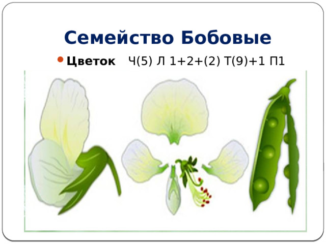 Семейство Бобовые Цветок Ч(5) Л 1+2+(2) Т(9)+1 П1 