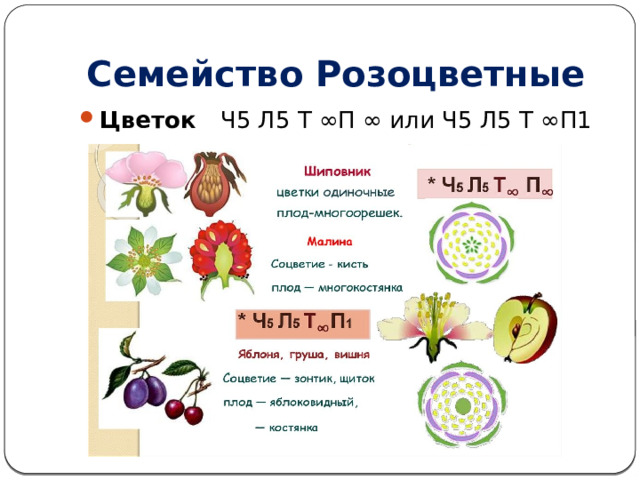 Семейство Розоцветные Цветок Ч5 Л5 Т ∞П ∞ или Ч5 Л5 Т ∞П1 