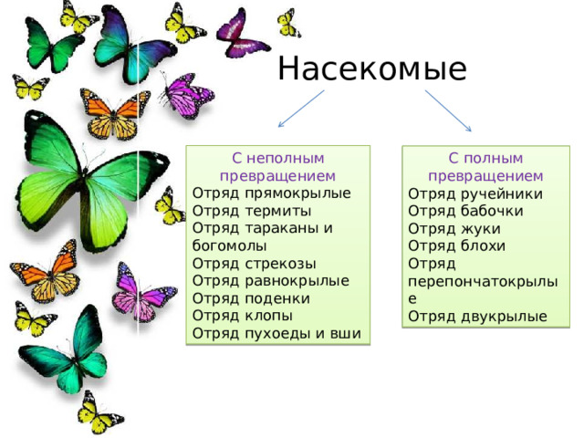 Насекомые С неполным превращением Отряд прямокрылые Отряд термиты Отряд тараканы и богомолы Отряд стрекозы Отряд равнокрылые Отряд поденки Отряд клопы Отряд пухоеды и вши С полным превращением Отряд ручейники Отряд бабочки Отряд жуки Отряд блохи Отряд перепончатокрылые Отряд двукрылые 