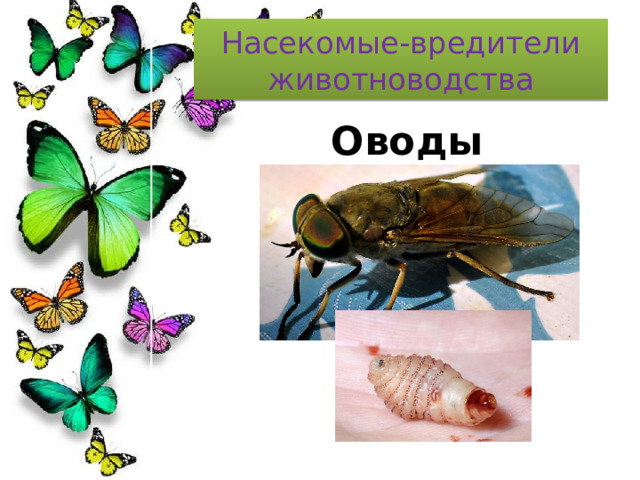 Насекомые-вредители животноводства Оводы 
