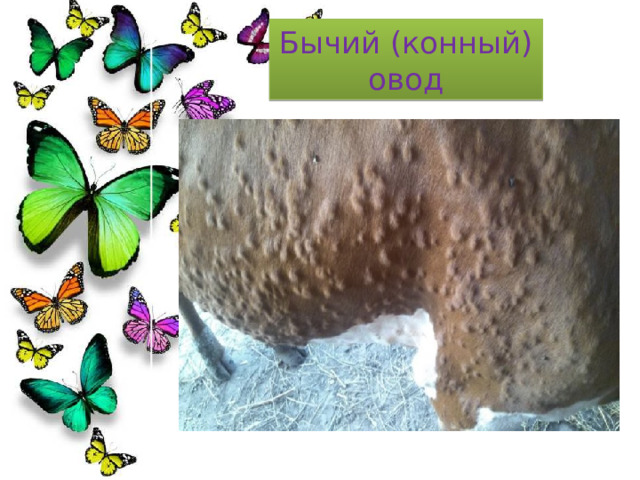 Бычий (конный) овод 