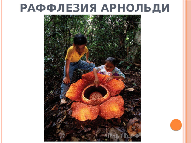 Раффлезия Арнольди 