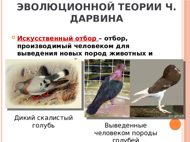 Основные положения эволюционной теории Ч. Дарвина Искусственный отбор – отбор, производимый человеком для выведения новых пород животных и сортов растений. Дикий скалистый голубь Gyyr jim gifford Выведенные человеком породы голубей 