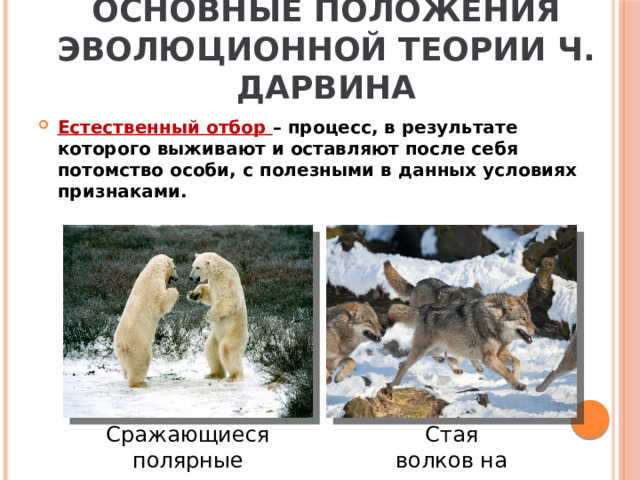 Основные положения эволюционной теории Ч. Дарвина Естественный отбор – процесс, в результате которого выживают и оставляют после себя потомство особи, с полезными в данных условиях признаками. Сражающиеся полярные медведи Стая волков на охоте 