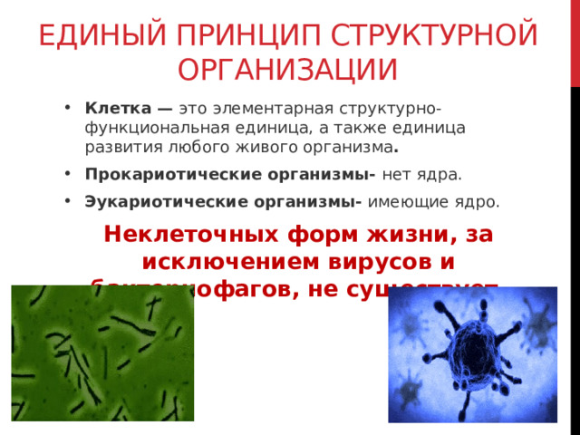 Единый принцип структурной организации Клетка — это элементарная структурно-функциональная единица, а также единица развития любого живого организма . Прокариотические организмы- нет ядра. Эукариотические организмы- имеющие ядро. Неклеточных форм жизни, за исключением вирусов и бактериофагов, не существует. 