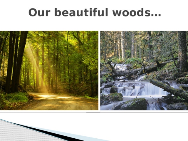 Our beautiful woods… 
