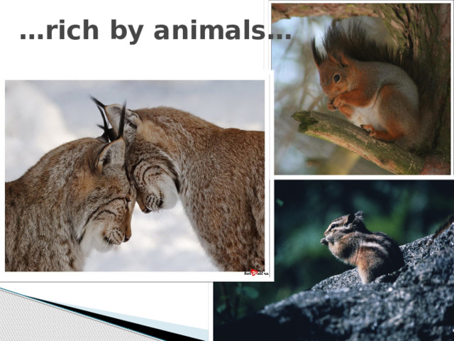 … rich by animals… 
