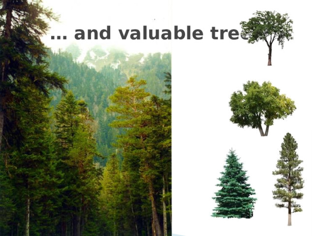 … and valuable trees 