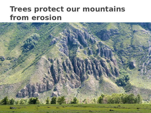Trees protect our mountains from erosion 