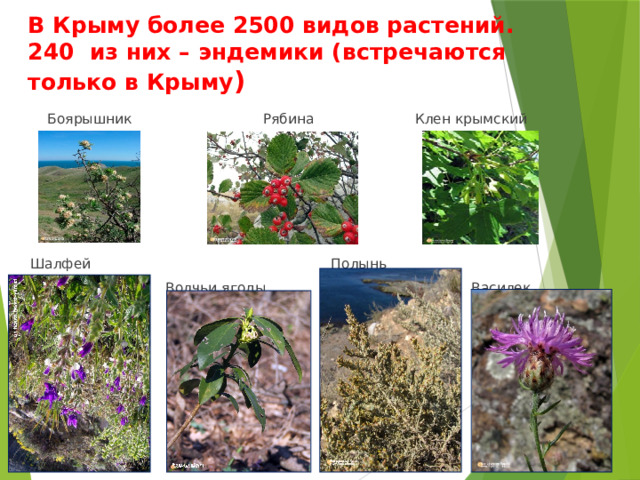 В Крыму более 2500 видов растений. 240 из них – эндемики (встречаются только в Крыму )  Боярышник Рябина Клен крымский  Шалфей Полынь  Волчьи ягоды Василек 