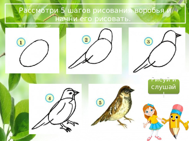 Рассмотри 5 шагов рисования воробья и начни его рисовать. Рисуй и слушай! 