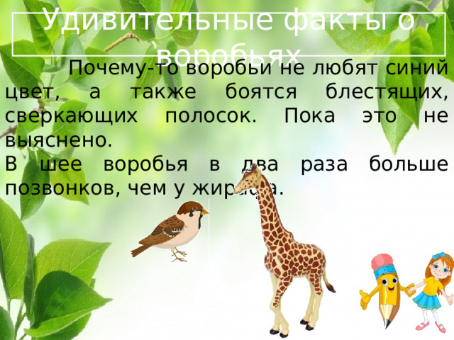  Удивительные факты о воробьях   Почему-то воробьи не любят синий цвет, а также боятся блестящих, сверкающих полосок. Пока это не выяснено. В шее воробья в два раза больше позвонков, чем у жирафа. 
