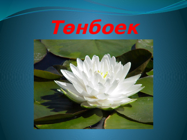 Төнбоек 