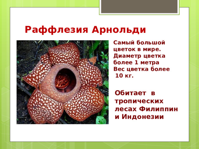 Раффлезия Арнольди   Самый большой цветок в мире. Диаметр цветка более 1 метра Вес цветка более  10 кг.  Обитает в тропических лесах Филиппин и Индонезии 