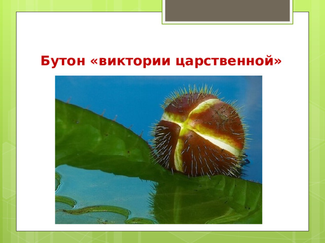 Бутон «виктории царственной»   