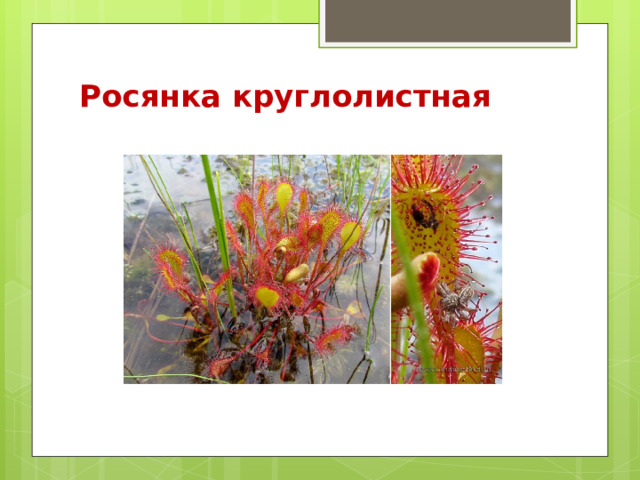 Росянка круглолистная   