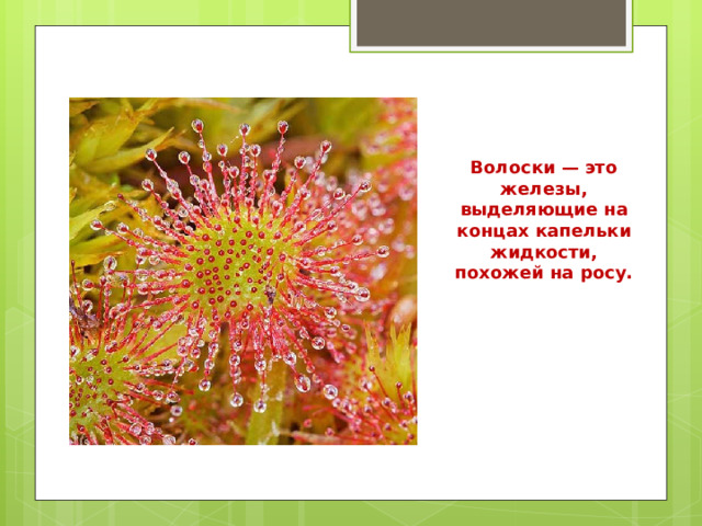 Волоски — это железы, выделяющие на концах капельки жидкости, похожей на росу. 