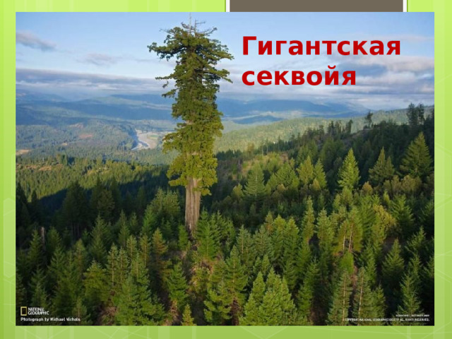 Гигантская секвойя 