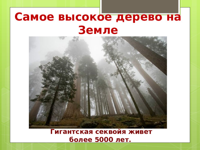 Самое высокое дерево на Земле  Гигантская секвойя живет более 5000 лет. 