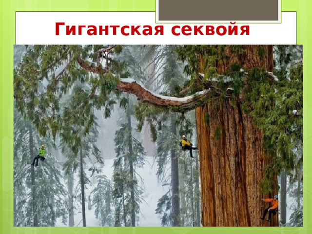 Гигантская секвойя 