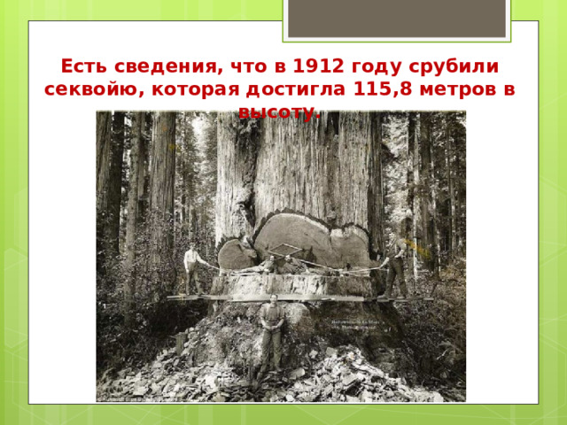 Есть сведения, что в 1912 году срубили секвойю, которая достигла 115,8 метров в высоту. 