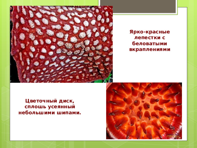 Ярко-красные лепестки с беловатыми вкраплениями Цветочный диск, сплошь усеянный небольшими шипами. 